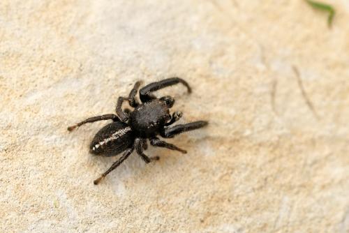 Réf. 282 446 : Pellenes seriatus